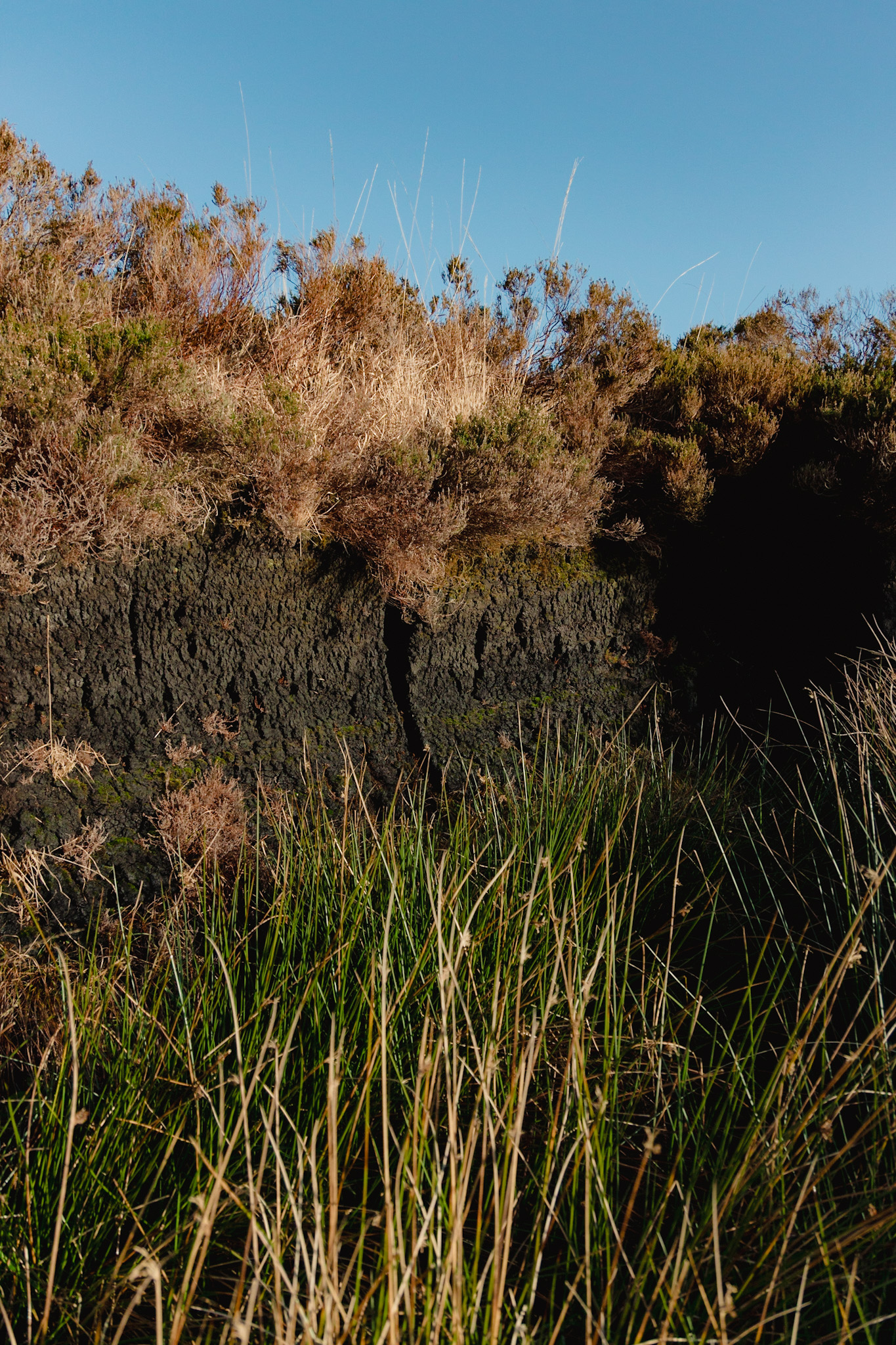 Exposed peat bank close-up