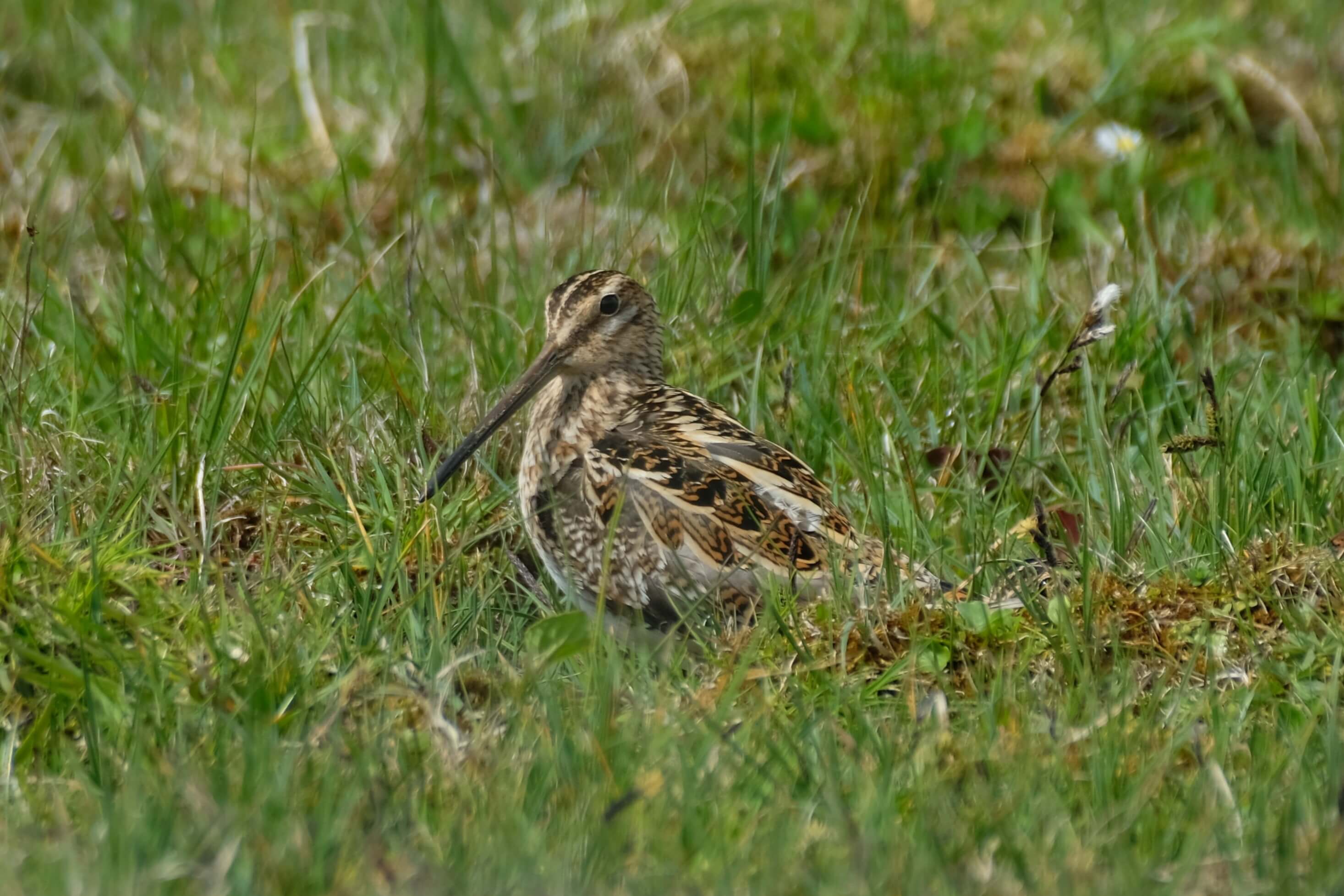 Thermal Survey: A Bird’s Eye View